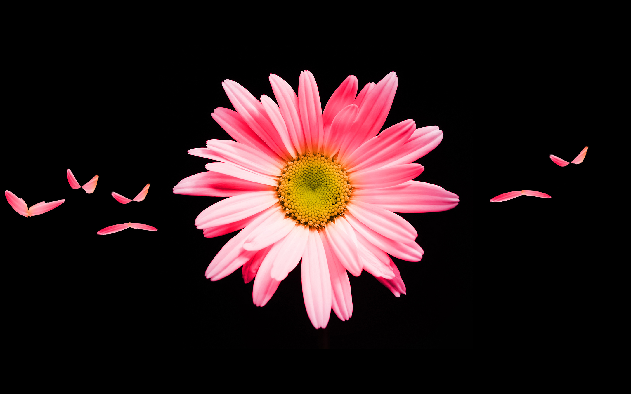 Pink Daisy HD783938652